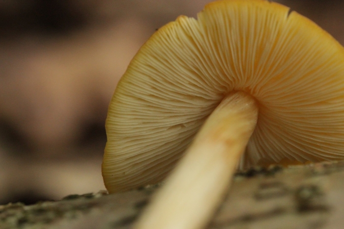 Гимнопил сосновый gymnopilus sapineus