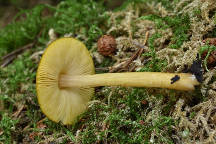 Hygrocybe chlorophana