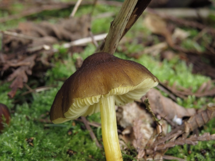 Pluteus romellii