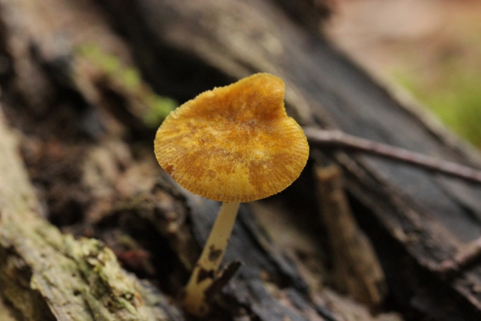 Плютей львино-жёлтый