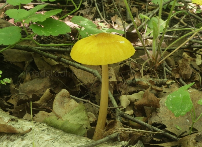 Hygrocybe coccinea