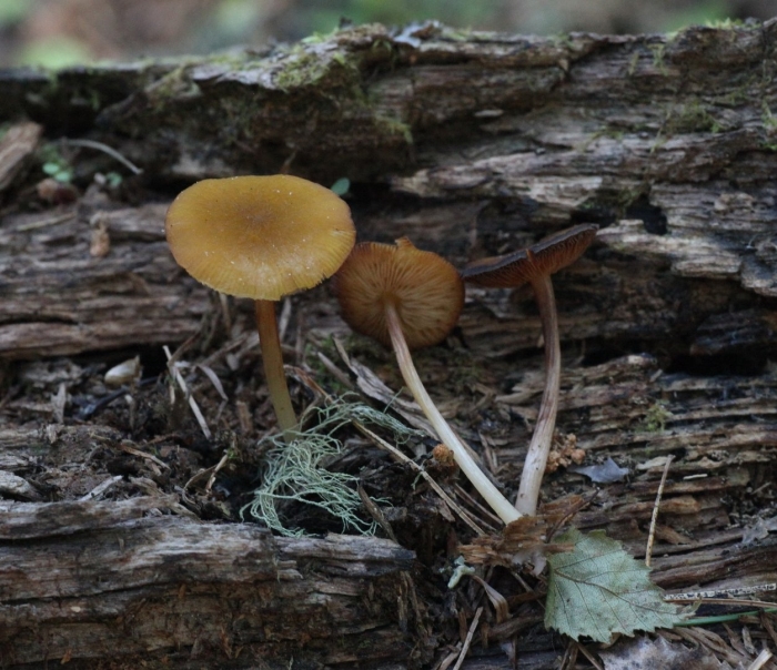 Galerina marginata