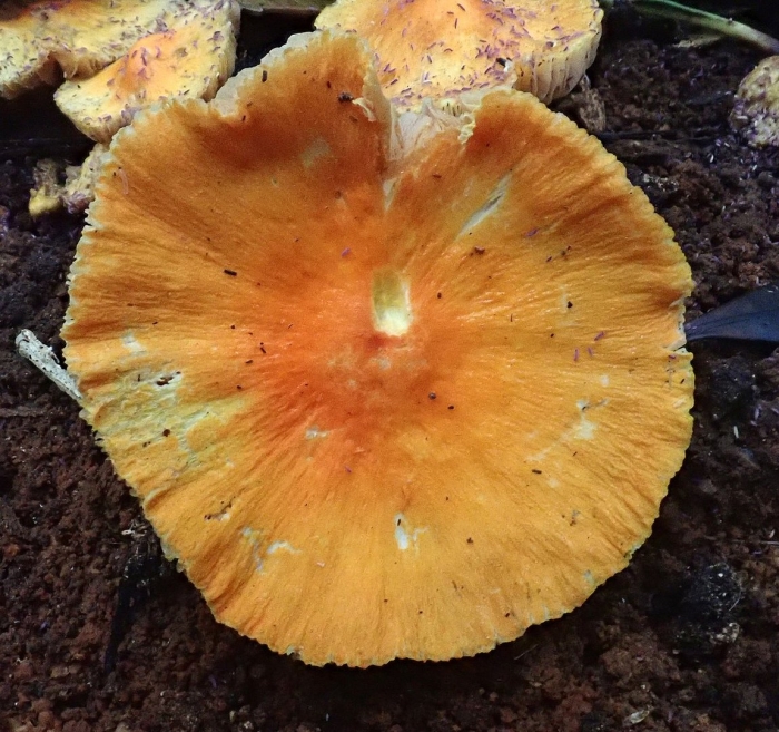 Pluteus aurantiorugosus