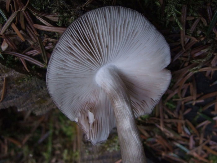 Pluteus cervinus