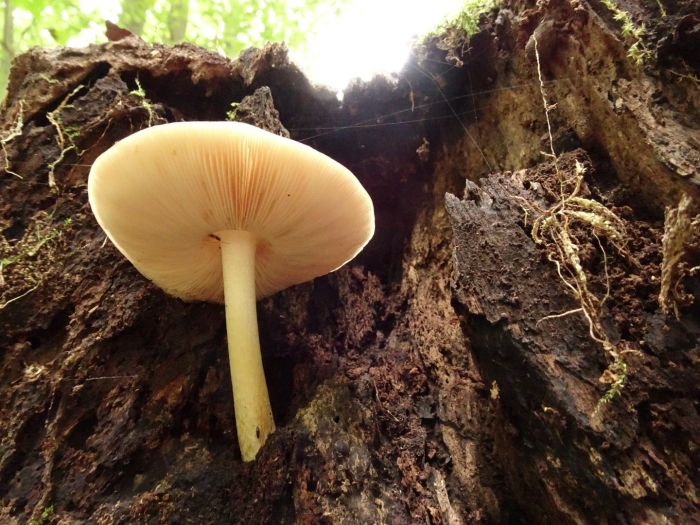 Плютей роберта ложный