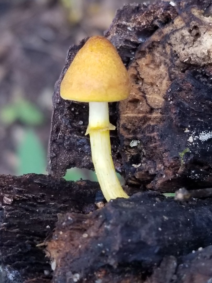 Плютей золотистожилковый