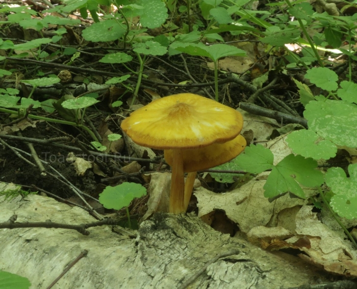 Гигроцибе коническая (hygrocybe conica)