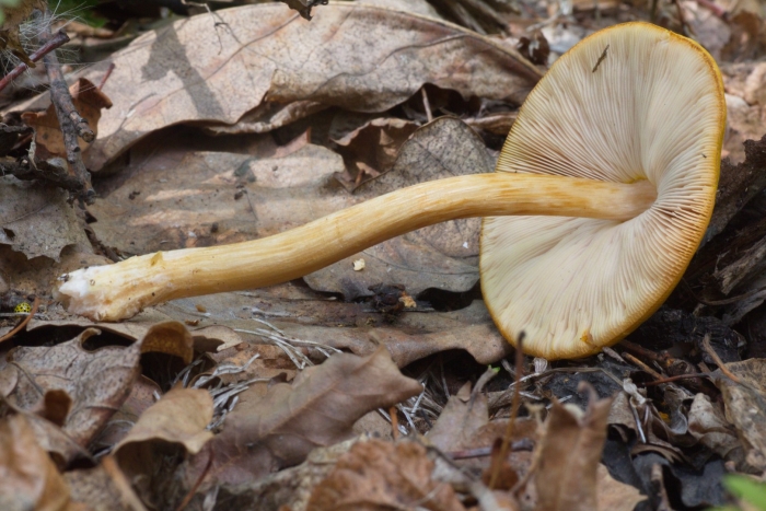 Гимнопил юноны