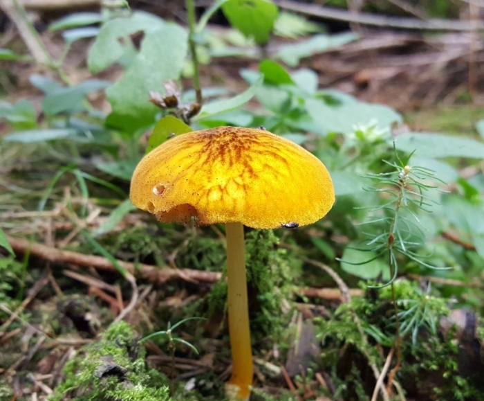 Еловик желтый гриб