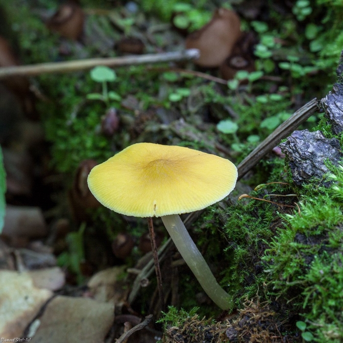 Плютей синеногий