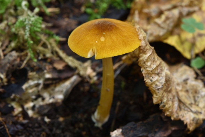 Паутинник триумфальный желтый