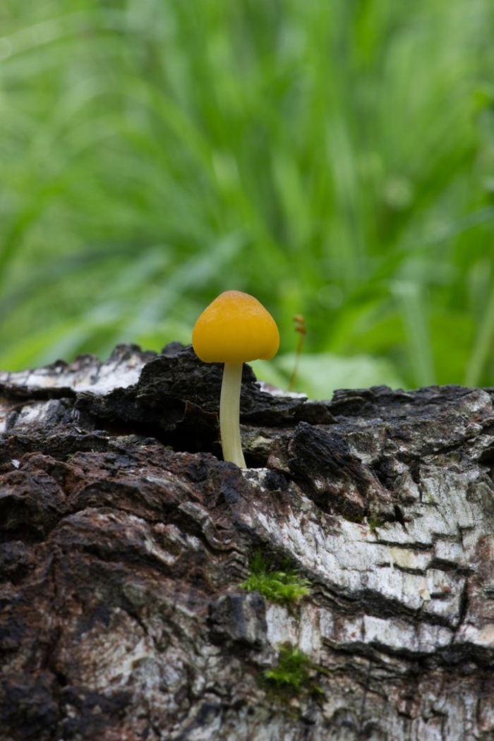 Плютей львино-жёлтый