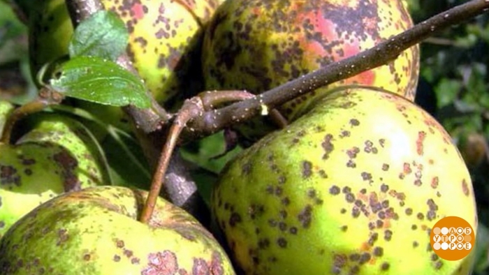 Яблоня парша