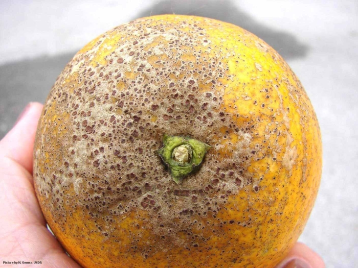 Сажистый грибок цитрусовых