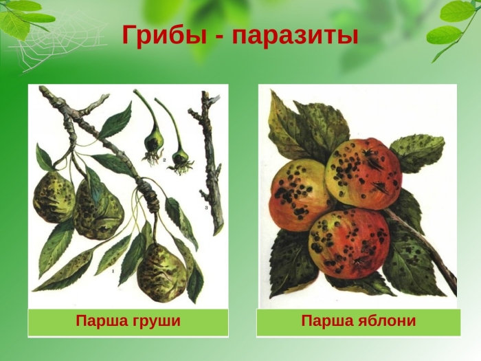 Парша яблони venturia