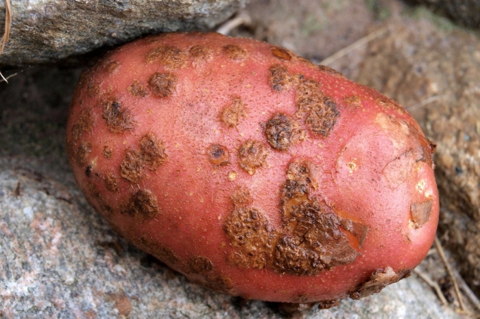 Обыкновенная парша картофеля