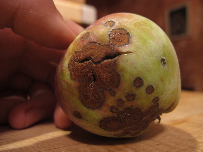 Мучнистая роса и парша