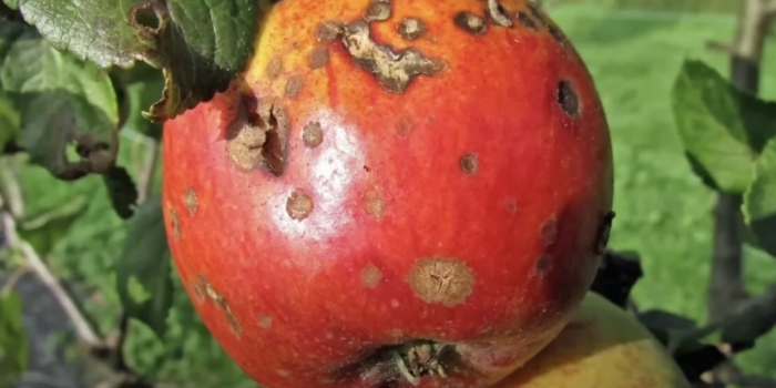 Парша на яблоках