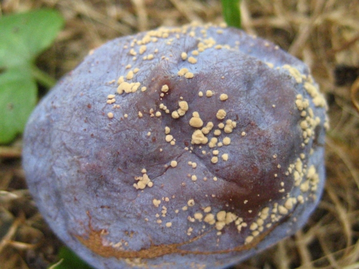 Монилиоз (серая гниль)