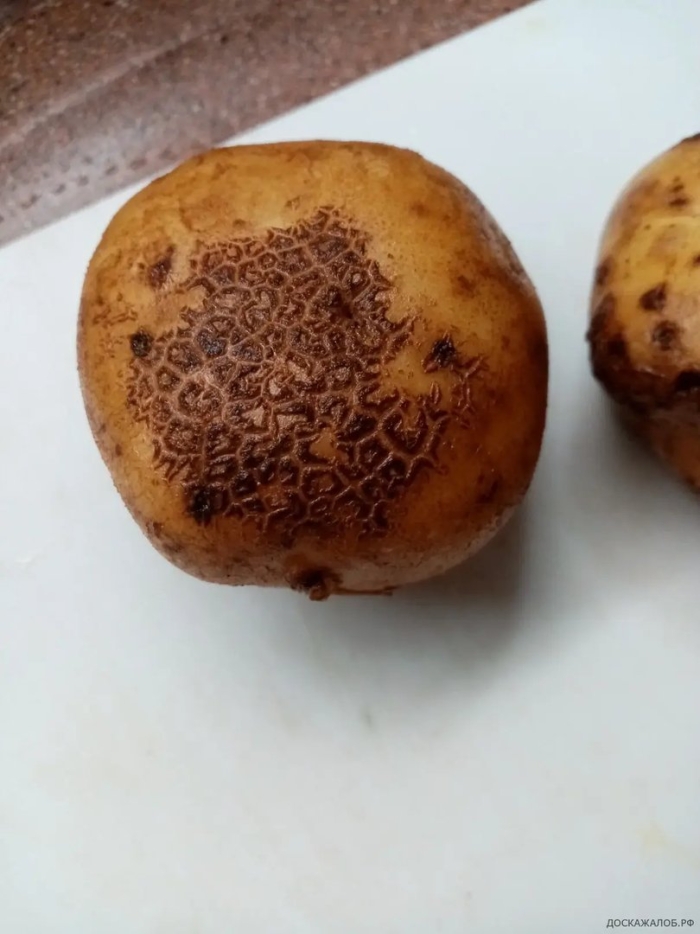 Обыкновенная парша картофеля возбудитель