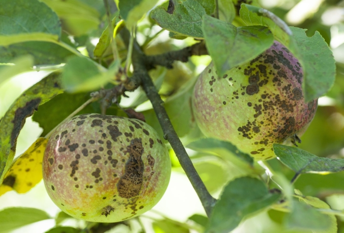 Парша на яблоне лечение