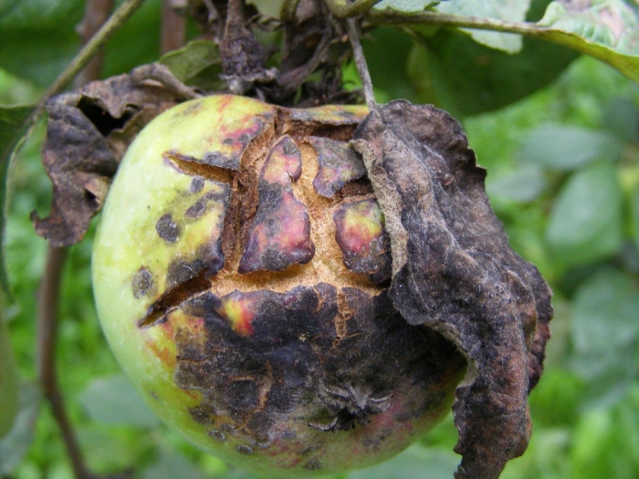 Яблоневая парша