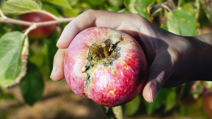 Плодовая гниль яблони