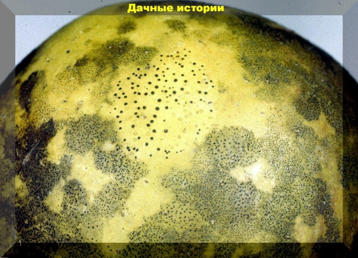 Серебристая парша картофеля