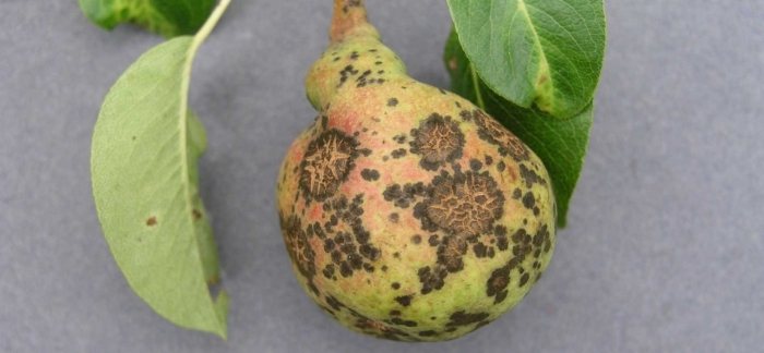 Парша на груше