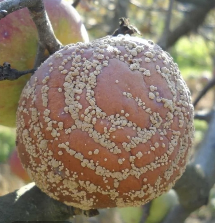 Плодовая гниль монилиоз яблони