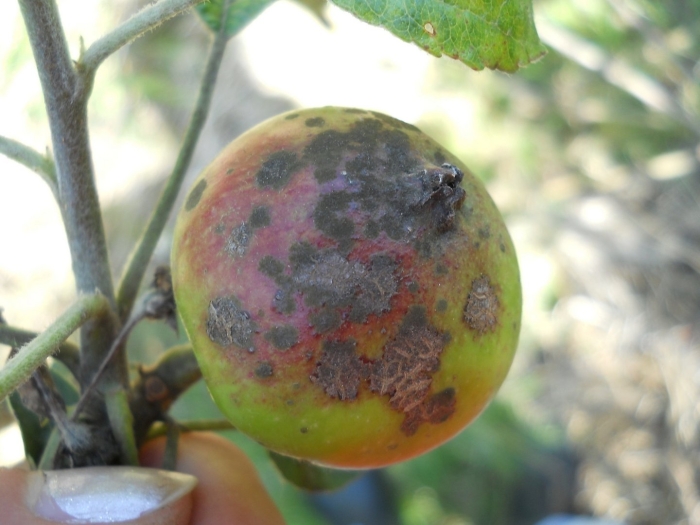 Монилиоз клястероспориоз