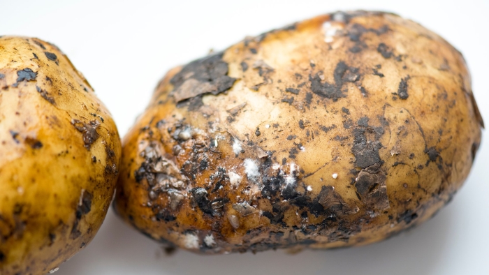 Мокрая гниль клубней картофеля