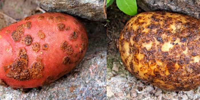 Обыкновенная парша картофеля