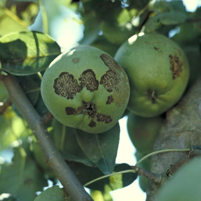 Яблоня парша