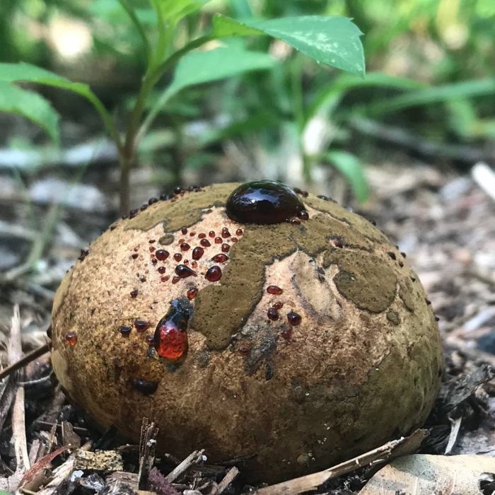 Пизолитус красильный гриб