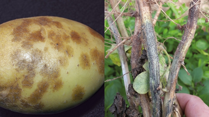 Фитофтороз картофельная гниль