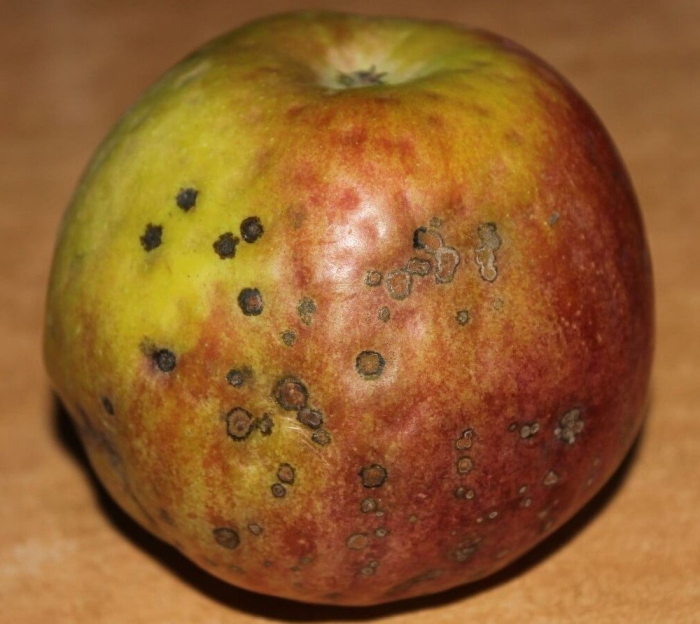 Джонатановая пятнистость яблок