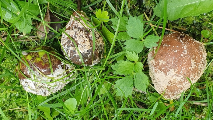 Парша монилиоз