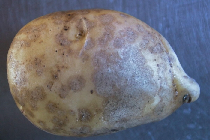 Порошистая парша картофеля