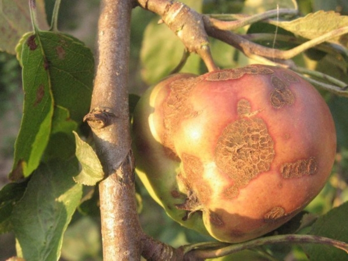 Яблоня парша