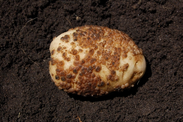 Черная парша картофеля