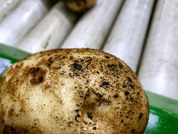 Черная парша (ризоктониоз)