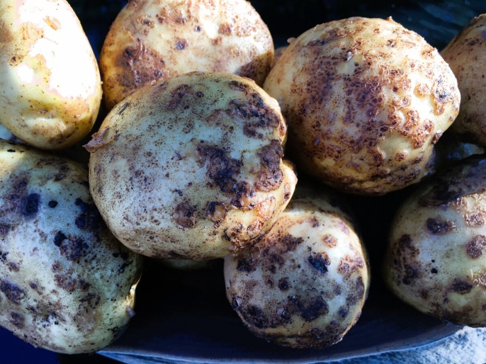 Порошистая парша картофеля