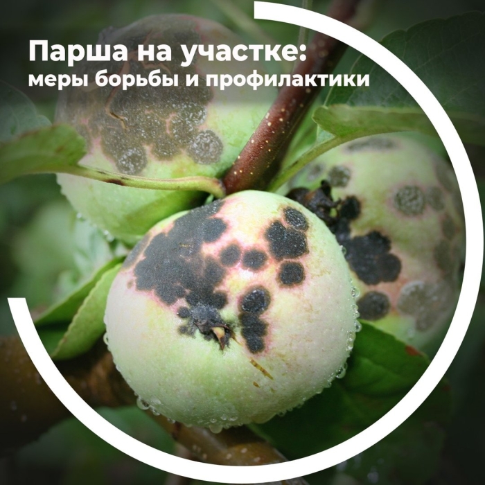 Парша яблони меры борьбы