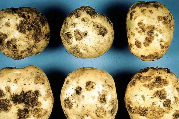 Ризоктониоз (черная парша) картофеля