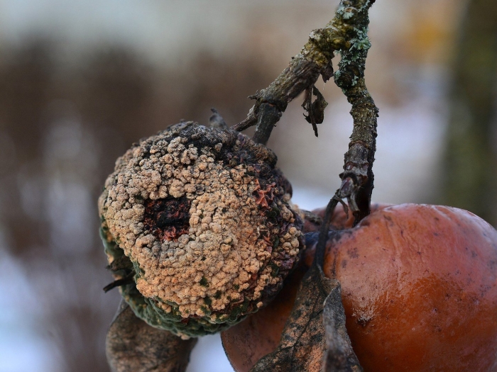 Парша (фитопатология)