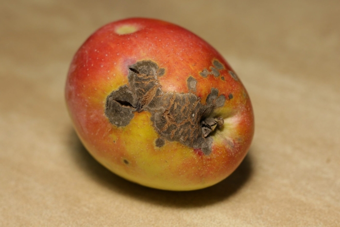 Парша яблок