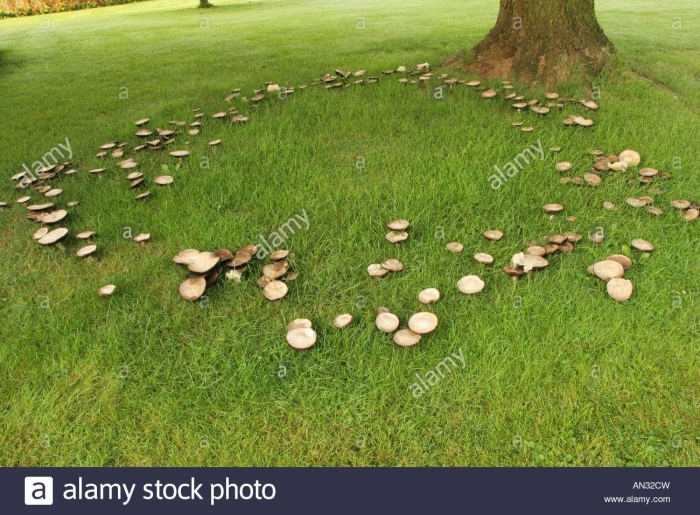 Ведьмин круг грибы