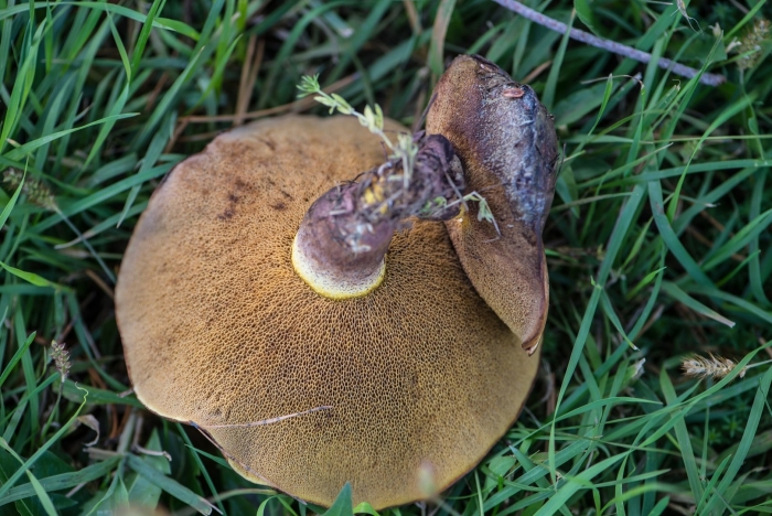 Xerocomus subtomentosus