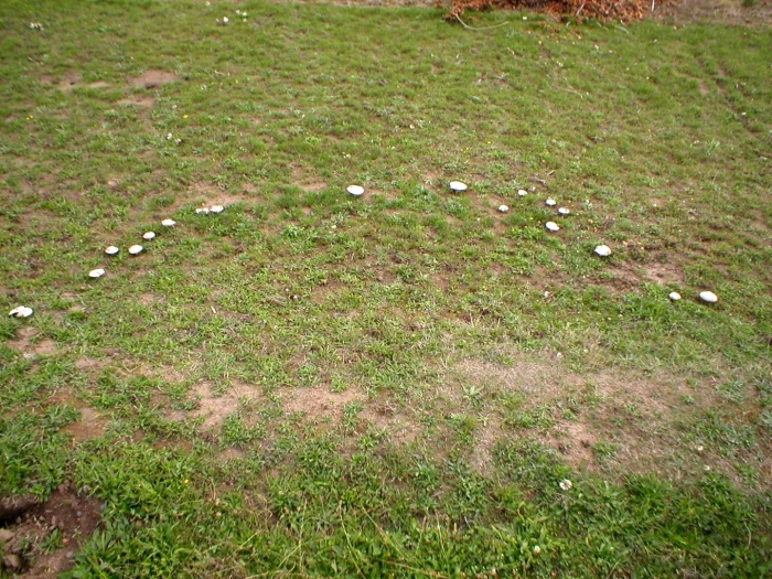 Грибы ведьмин круг